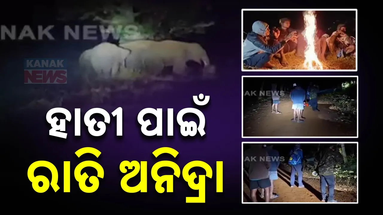  ନୀଳଗିରିରେ ଝାଡଖଣ୍ଡୀ ହାତୀ ପଲଙ୍କ ଆତଙ୍କ । ଫସଲ ନଷ୍ଟ ପରେ ଏବେ ଗାଁ ମୁହାଁ ହାତୀ, ରାତି ଅନିଦ୍ରା ହୋଇ ଜଗିଛନ୍ତି ଗ୍ରାମବାସୀ