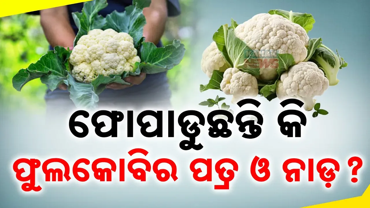  ଫୋପାଡନ୍ତୁ ନାହିଁ ଫୁଲକୋବିର ପତ୍ର ଓ ନାଡ଼ । ଫାଇଦା ଜାଣିଲେ ହୋଇବେ ଆଶ୍ଚର୍ଯ୍ୟ , ଥରେ ଜାଣିଲେ ମାଗି ମାଗି ଖାଇବାକୁ ହେବେ ବାଧ୍ୟ