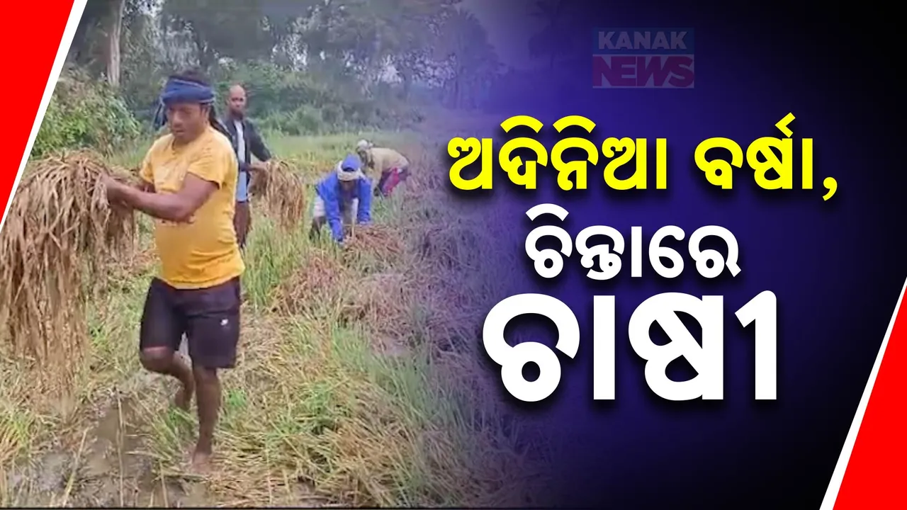  ଅଦିନିଆ ବର୍ଷା, ବଢ଼ାଇଲା ଚାଷୀର ଚିନ୍ତା ।  ଭିଜିଲା ଅମଳ ଧାନ..
