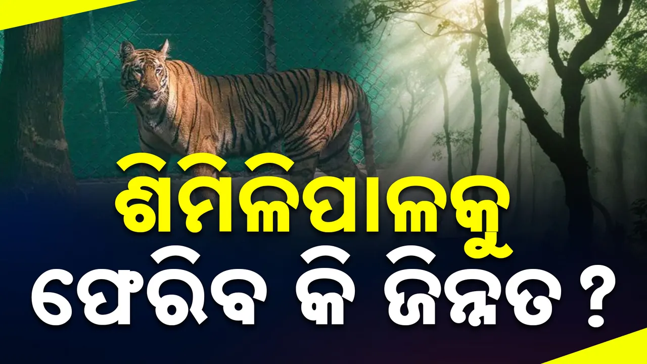  ଶିମିଳିପାଳକୁ କେବେ ଫେରିବ ଜିନ୍ନତ ? ଫେରାଇଆଣିବାକୁ ଚେଷ୍ଟା ଚଳାଇଛି ବିନବିଭାଗ