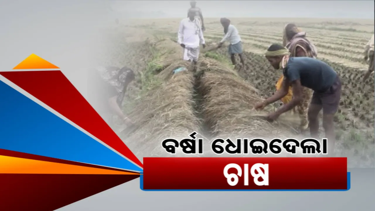  ବର୍ଷା ବୁଡେଇଲା ଫସଲ; ଚାଷୀ ଆଖିରେ ଲୁହ