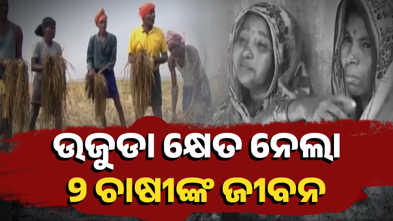  ଉଜୁଡା କ୍ଷେତ ନେଲା  ୨ ଚାଷୀଙ୍କ ଜୀବନ  Photograph: (KanakNews ) 