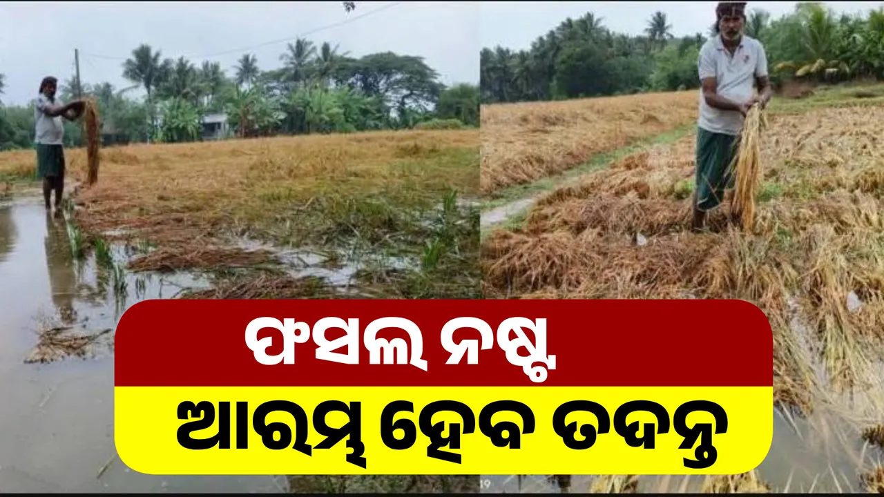  ଅଦିନିଆ ବର୍ଷା ନଷ୍ଟ କରିଦେଲା ସୁନାର ଫସଲ;  ଖୁବଶୀଘ୍ର ଆରମ୍ଭ ହେବ ତଦନ୍ତ