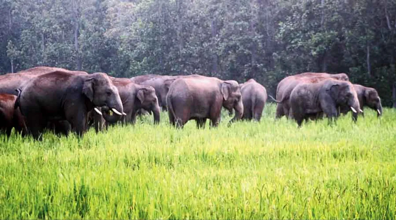  ELEPHANT Y Photograph: (ELEPHANT Y) 