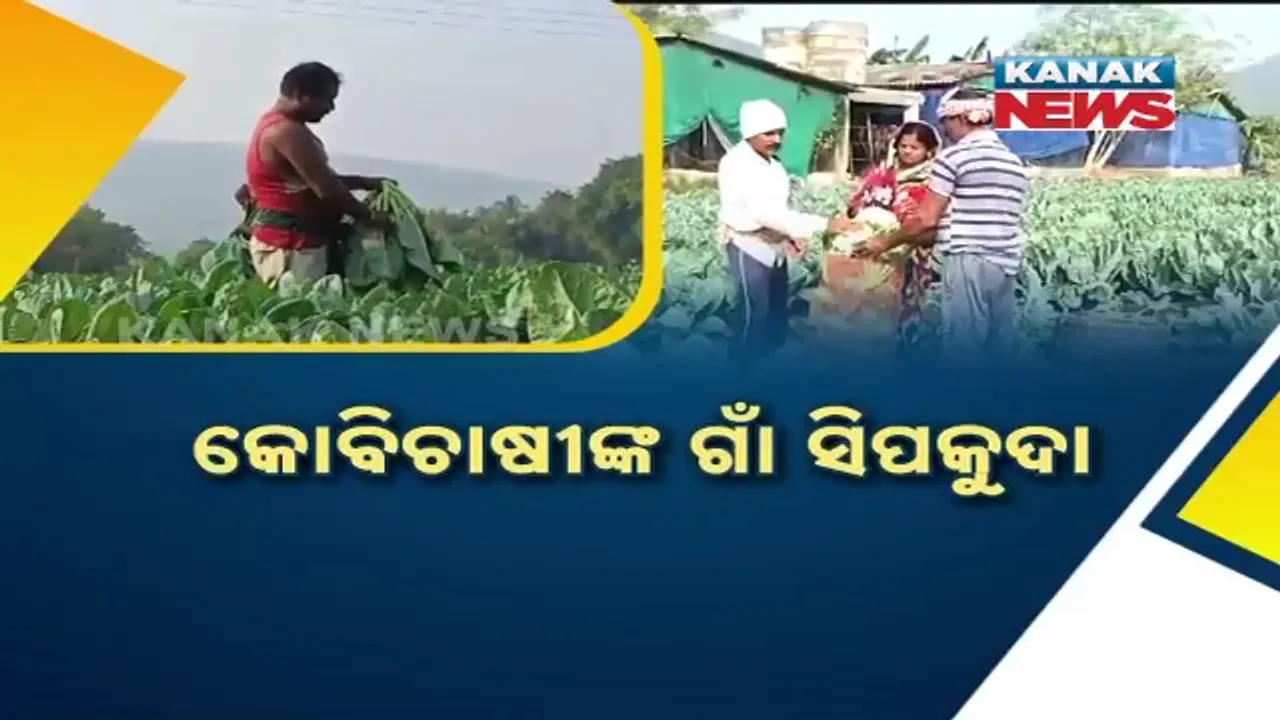  କୋବିଚାଷୀଙ୍କ ଗାଁ ସିପକୁଦା । ଅମଳ ବେଳକୁ କମିଗଲା ଦର ।