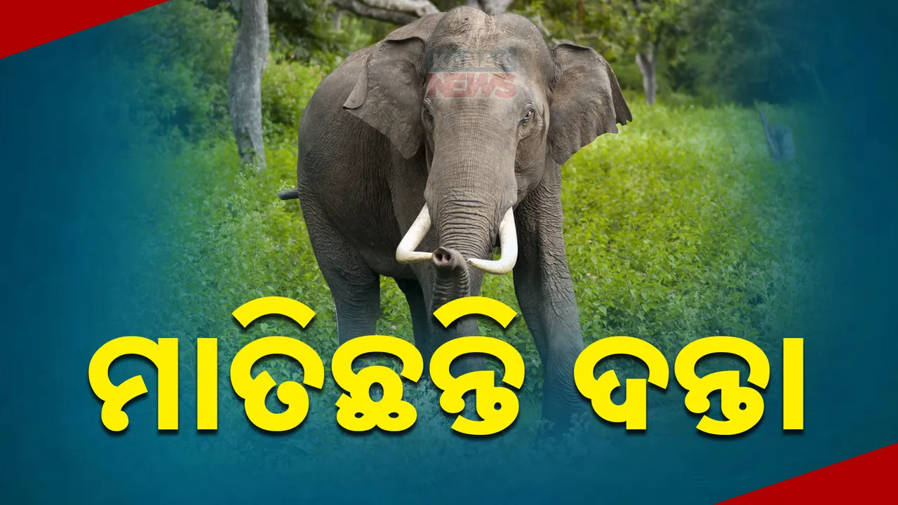  ମାତିଲେ ଦନ୍ତା ; ବିଭିନ୍ନ ସ୍ଥାନରେ ଘଟଣାଉଛନ୍ତି ଆତଙ୍କ