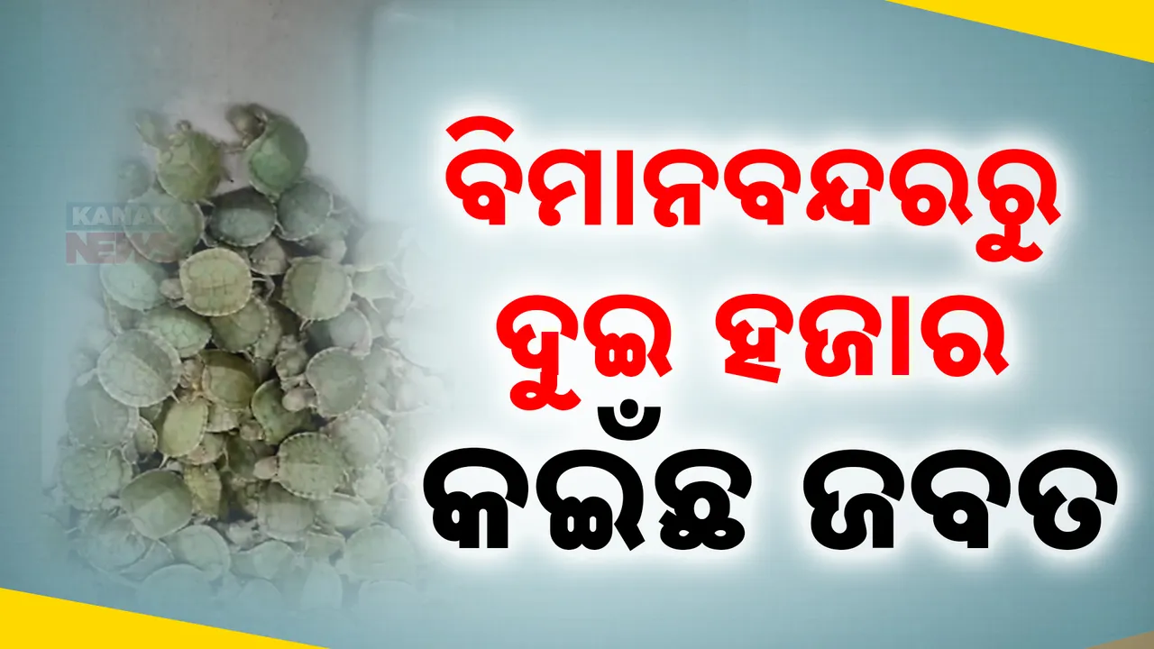  ହଜାର ହଜାର କଇଁଛ ଚାଲାଣ ବେଳେ ଧରିଲେ କଷ୍ଟମ ଅଧିକାରୀ ; ତ୍ରିଚି ବିମାନବନ୍ଦରରେ ଭିନ୍ନ ଦୃଶ୍ୟ