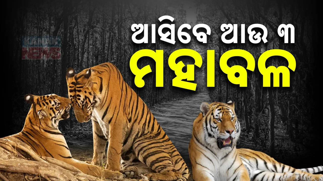  tiger  Photograph: (kanaknews) 