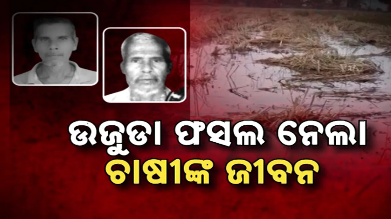  ଉଜୁଡା ଫସଲ ନେଲା ଚାଷୀଙ୍କ ଜୀବନ Photograph: (KanakNews ) 