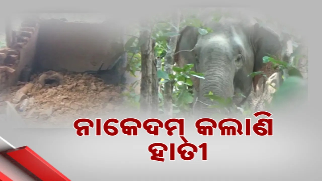  ହତାଶ କରୁଛି ହାତୀ; ଫସଲ ବିଲରେ ଉତ୍ପାତ..ଭାଙ୍ଗିଲେ ଘର, ଖାଇଲେ ଧାନଚାଉଳ