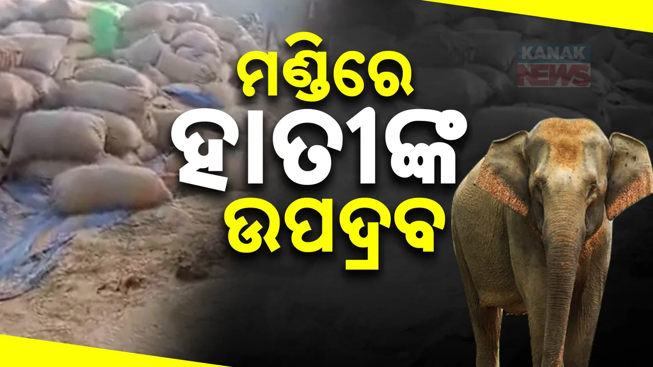  ଧାନ ମଣ୍ଡିରେ ଉତ୍ପାତ କରୁଛନ୍ତି ହାତୀ ପଲ । ନଷ୍ଟ କଲେ ବସ୍ତା ବସ୍ତା ଧାନ ।
