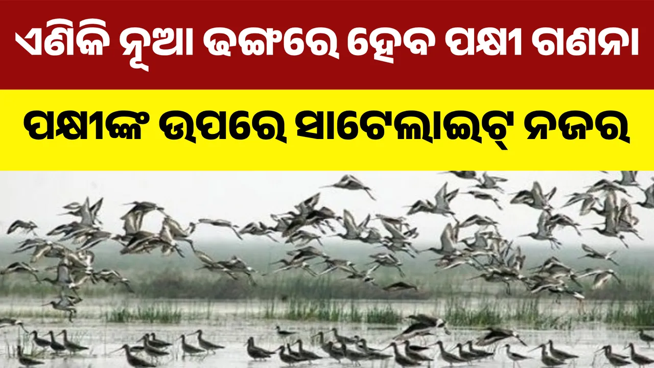  ନୂଆ ଢଙ୍ଗରେ ହେବ ପକ୍ଷୀ ଗଣନା; ବିଦେଶୀ ପକ୍ଷୀଙ୍କ ଗତିବିଧି ଉପରେ ନଜର ରଖିବ ସାଟେଲାଇଟ ରିଙ୍ଗ
