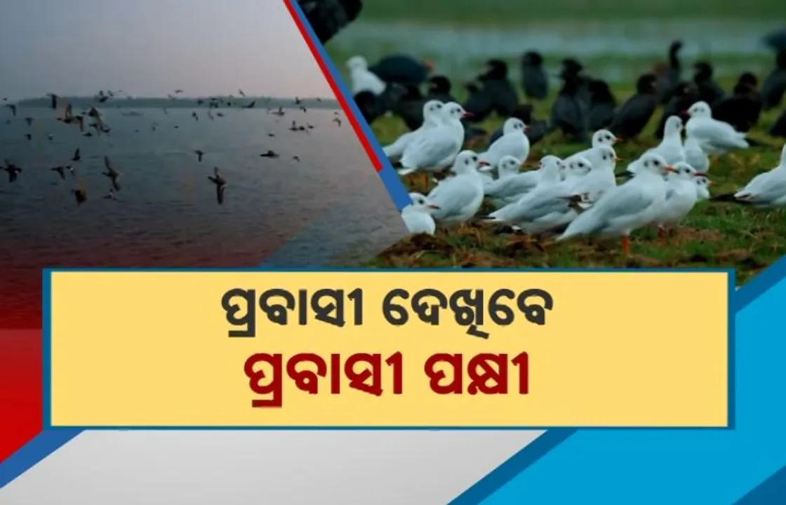  ପ୍ରବାସୀ ଦେଖିବେ ପ୍ରବାସୀ ପକ୍ଷୀ Photograph: (KanakNews ) 