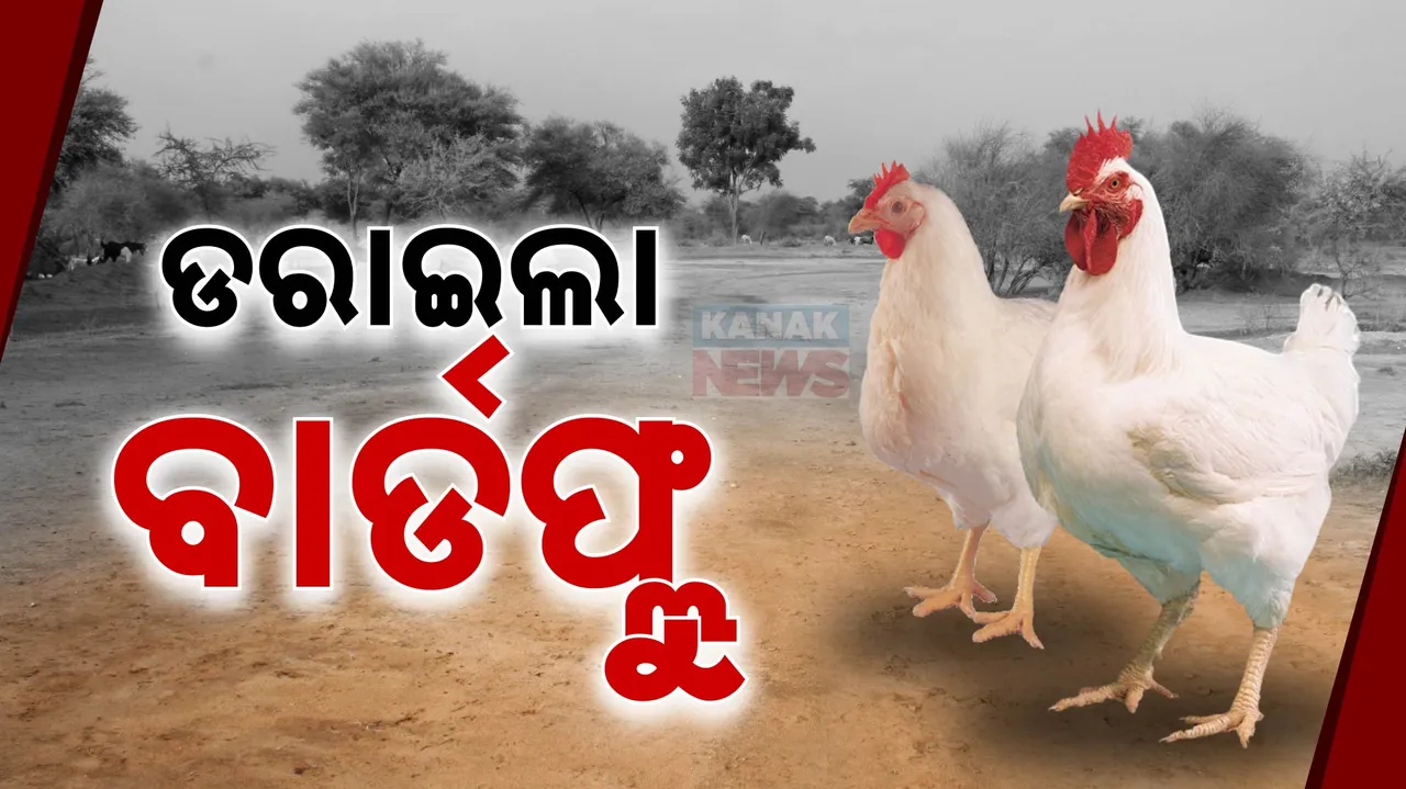   ଚିଲିକାରେ ପକ୍ଷୀ ବଢ଼ିଲେ, ଫେରିଲା ବାର୍ଡ ଫ୍ଲୁ ଭୟ  Photograph: (KanakNews ) 
