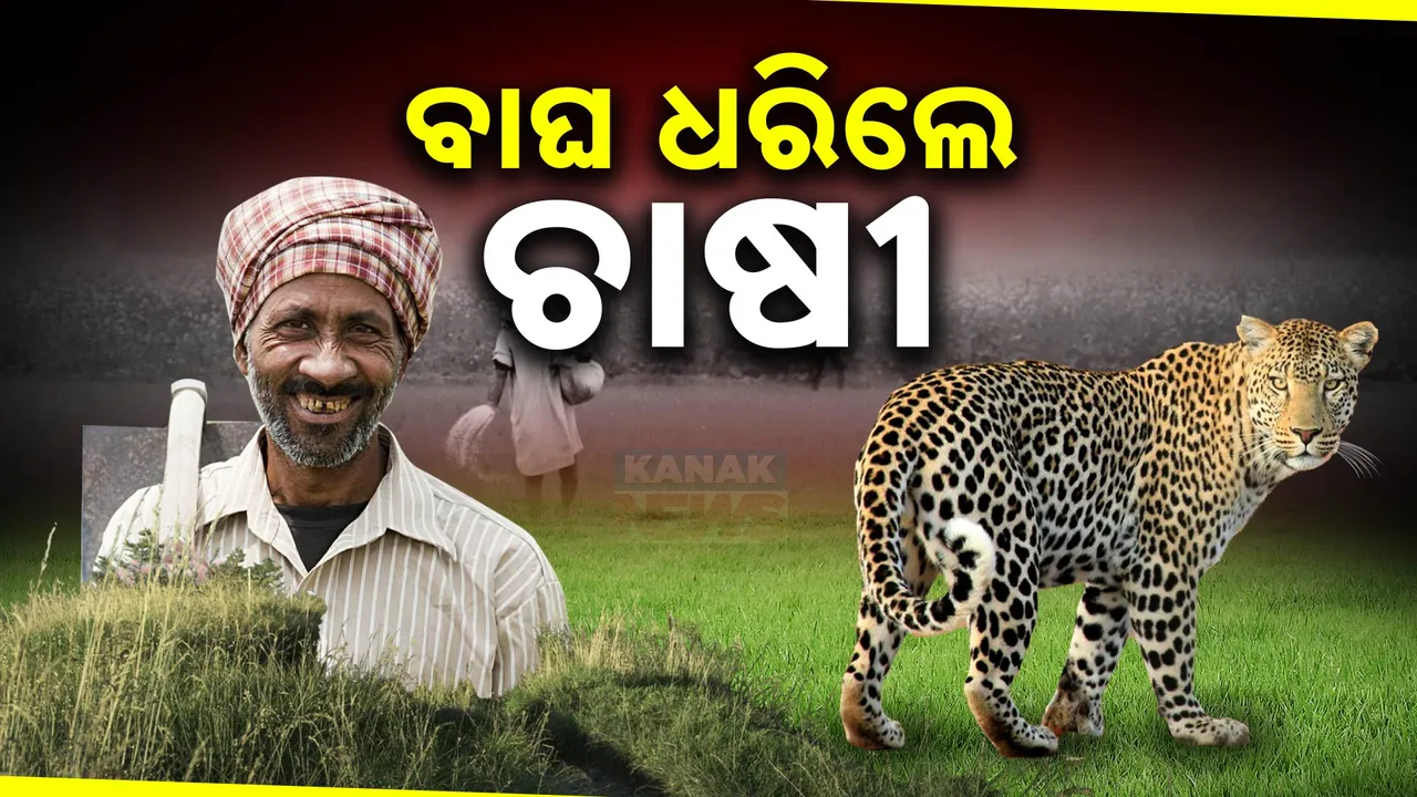  Farmer Tiger Photograph: (kanak news) 