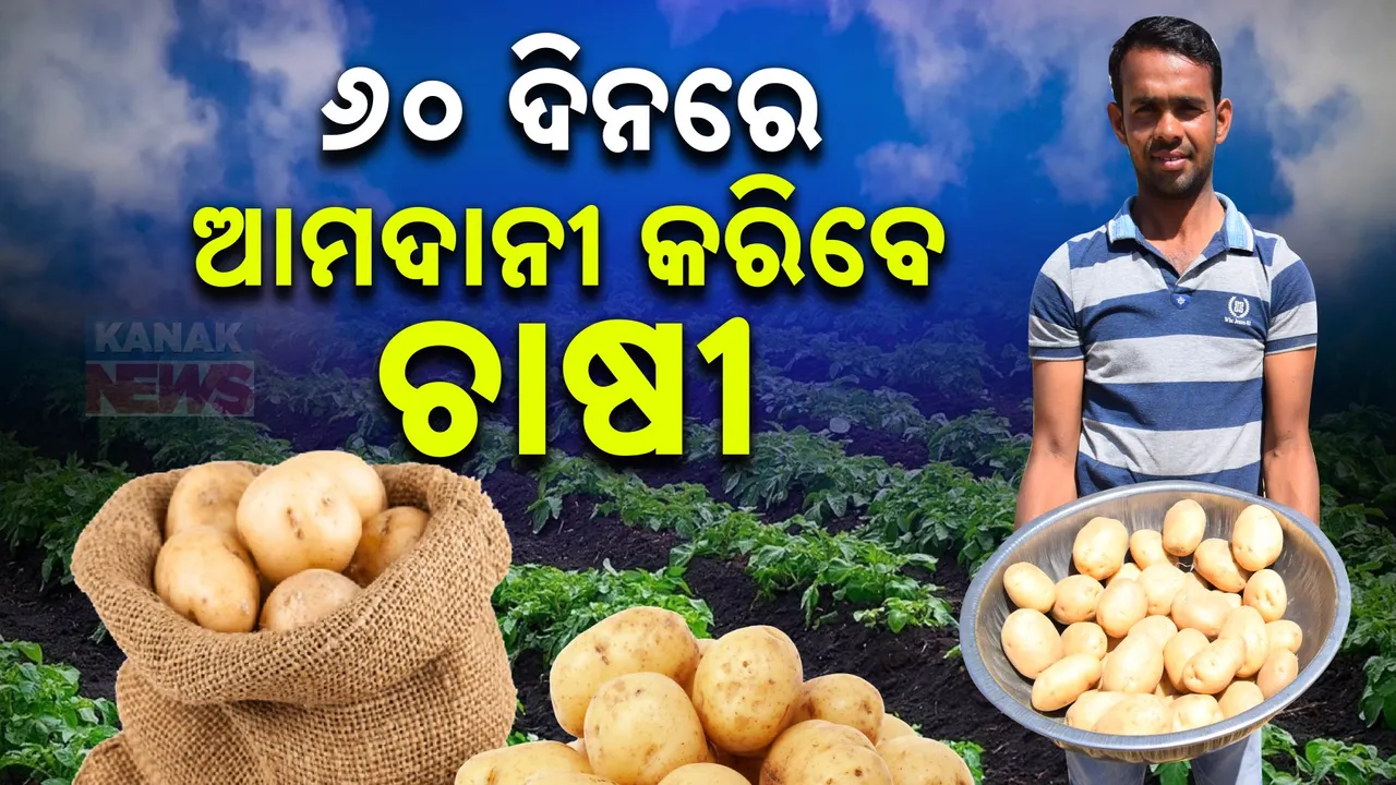  Patato up Photograph: (kanak news) 