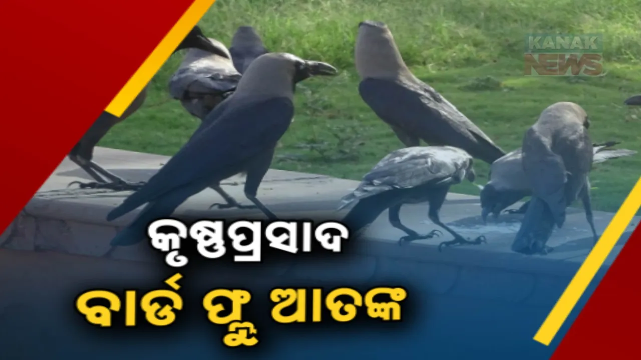  ପୁଣି କାଉ ମଡକ ; କୃଷ୍ଣପ୍ରସାଦରେ ମରିପଡିଛନ୍ତି ଶହଶହ କାଉ