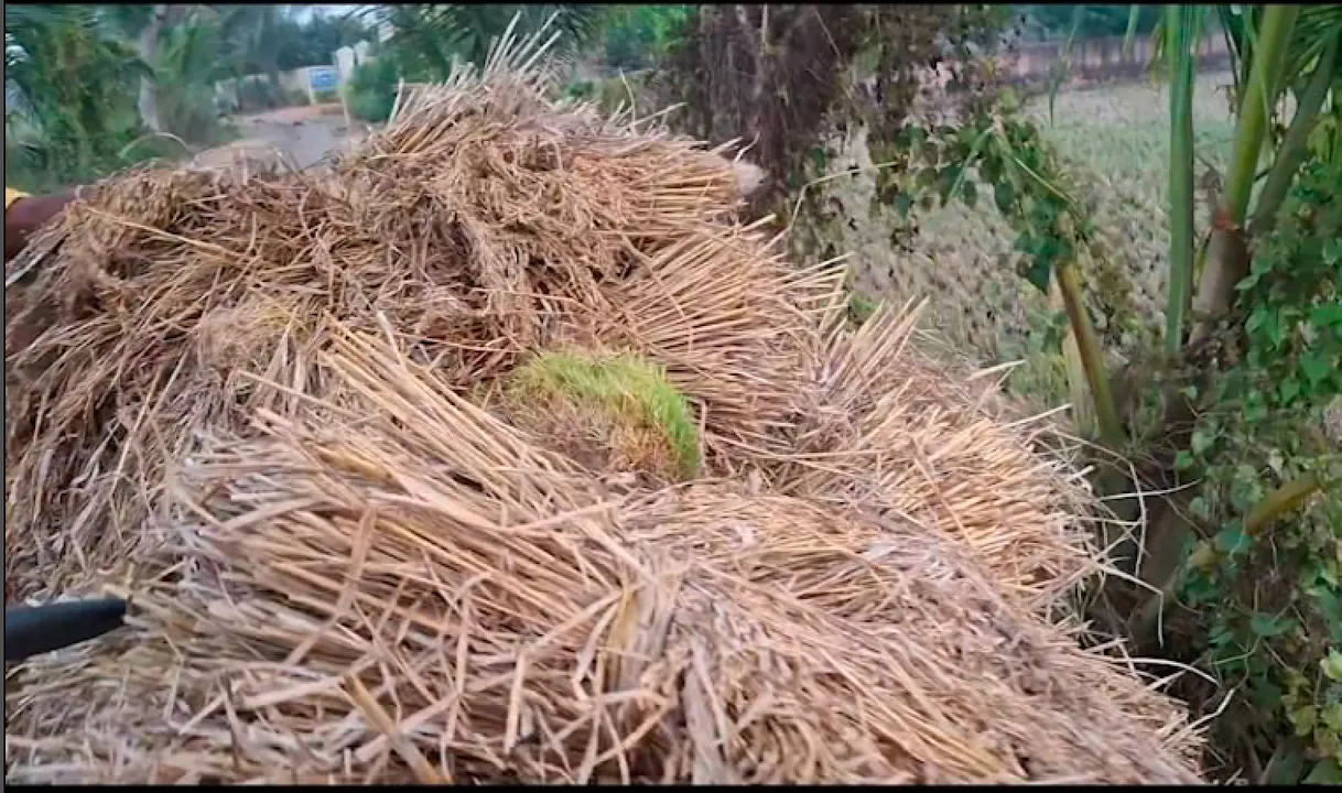  ବିଲରେ ପଡି ପଡି ଗଛ ହୋଇଗଲାଣି ପାଚିଲା ଧାନ ; ପିପିଲି ଚାଷୀଙ୍କ ମୁଣ୍ଡରେ ଚଡକ