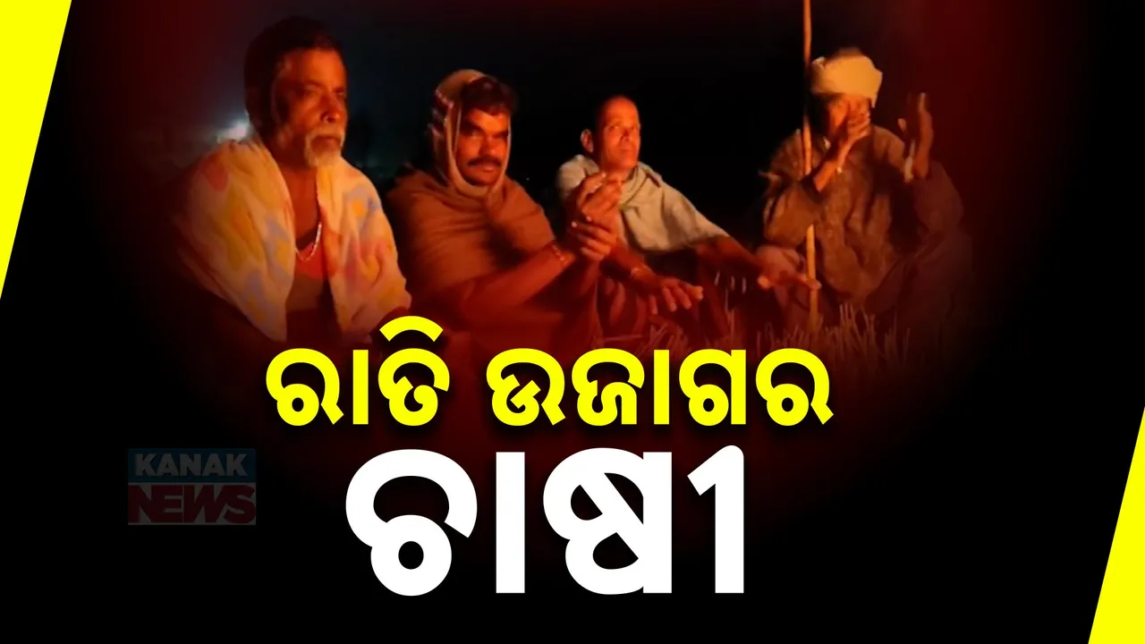  ମଣ୍ଡିରେ ପଡିଛି ବସ୍ତା ବସ୍ତା ଧାନ ; ରାତି ଅନିଦ୍ରା ହୋଇ ଜଗି ବସୁଛନ୍ତି ଚାଷୀ