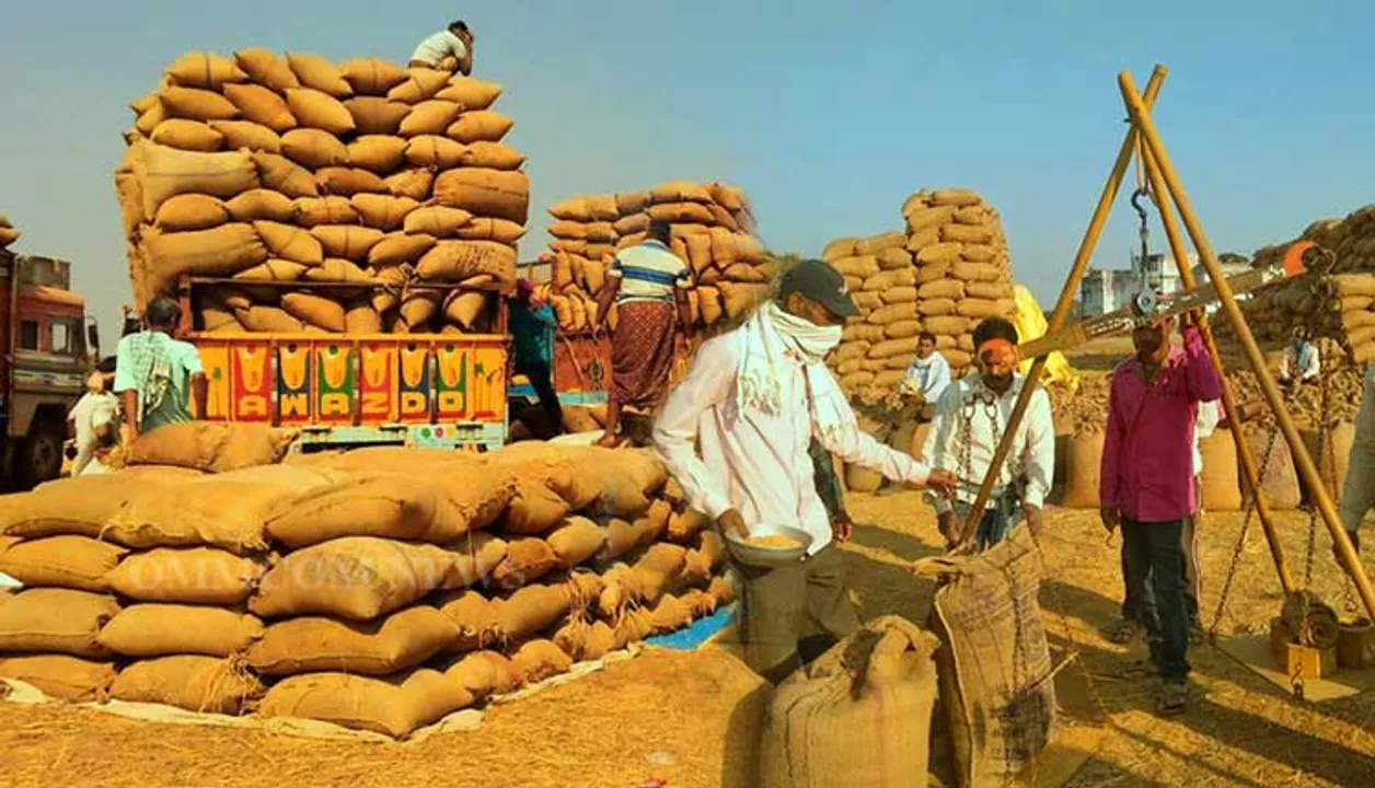  paddy Photograph: (KanakNews) 