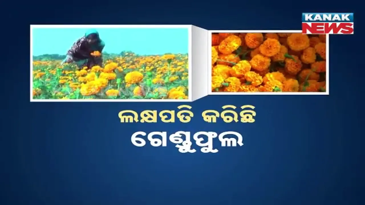  ଲକ୍ଷପତି କରିଛି ଗେଣ୍ଡୁଫୁଲ । ଗାଁ ମହିଳାଙ୍କୁ କରିଛି ଆତ୍ମନିର୍ଭର ।