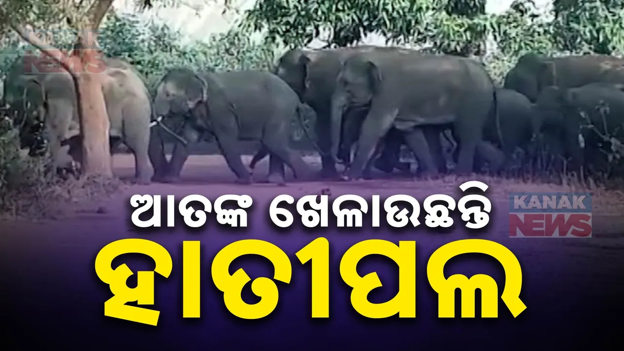  ଖୋର୍ଦ୍ଧା ବନଖଣ୍ଡ ବାମଡିହରେ ହାତୀପଲକୁ ନେଇ ଆତଙ୍କ । ଫସଲ ଖାଇବା ପାଇଁ ଗାଁ ମୁହାଁ ହେଉଛନ୍ତି ହାତୀ ।