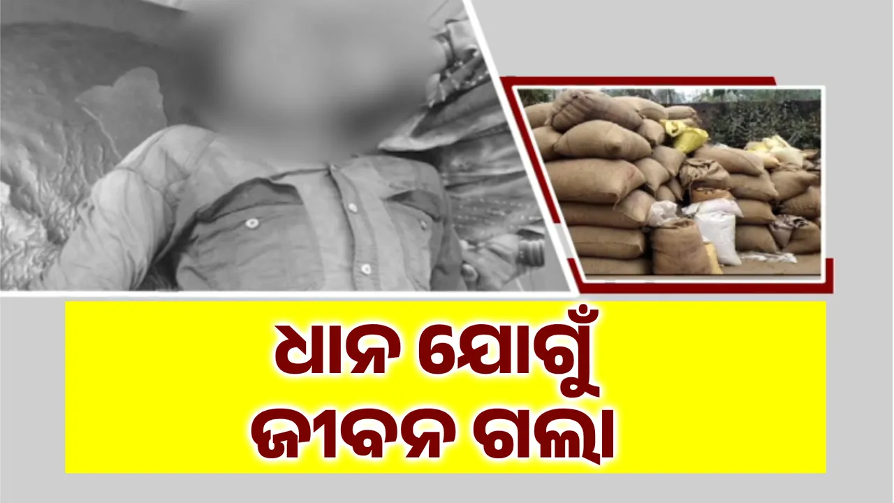  ଧାନ ଯୋଗୁଁ ଜୀବନ ଗଲା Photograph: (KanakNews ) 