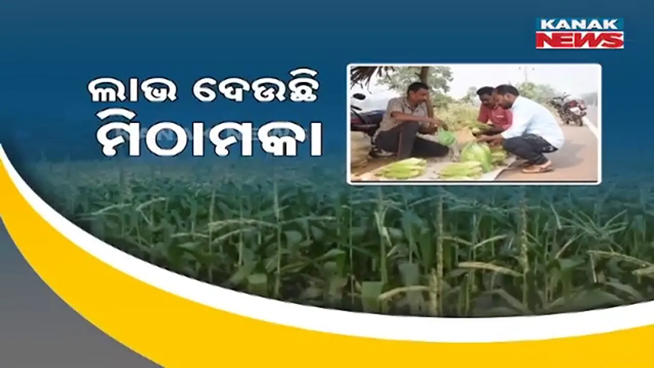 ବଜାରରେ ବଢ଼ୁଛି ଚାହିଦା । ଅର୍ଥ ଉପର୍ଜନର ମାଧ୍ୟମ ପାଲଟିଛି ମିଠାମକା ।
