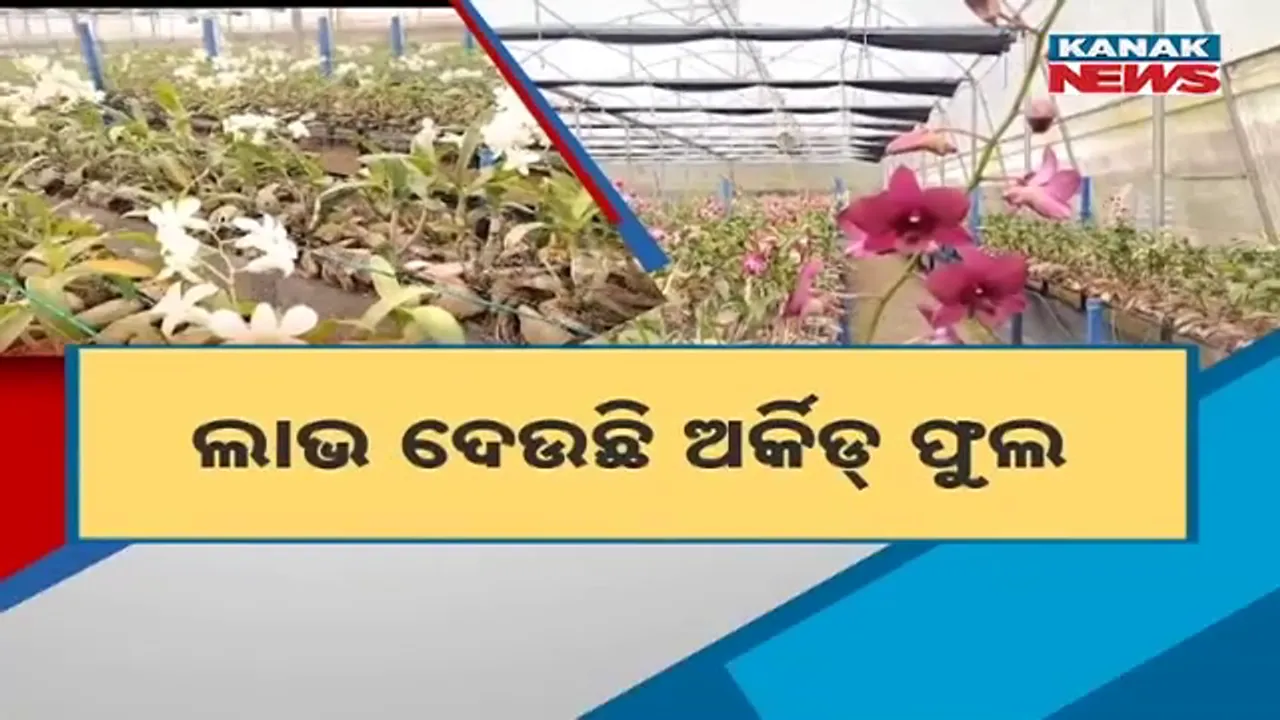  ଲାଭ ଦେଉଛି ଅର୍କିଡ୍ ଫୁଲ । ମାସକୁ ରୋଜଗାର ୨ ଲକ୍ଷ !