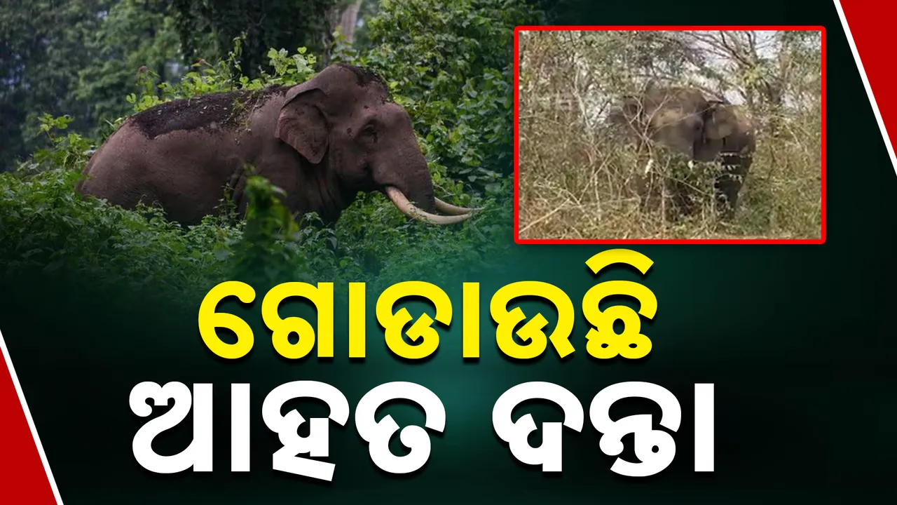  ଆତଙ୍କ ଖେଳାଇଛି ଆହତ ଦନ୍ତା।  Photograph: (kanaknews) 