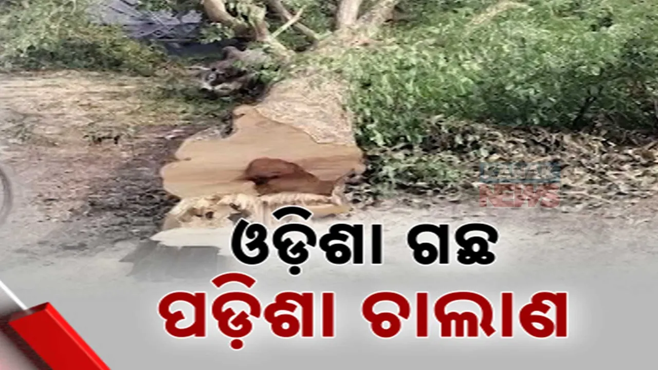  wood smuggling  Photograph: (kanakNews) 