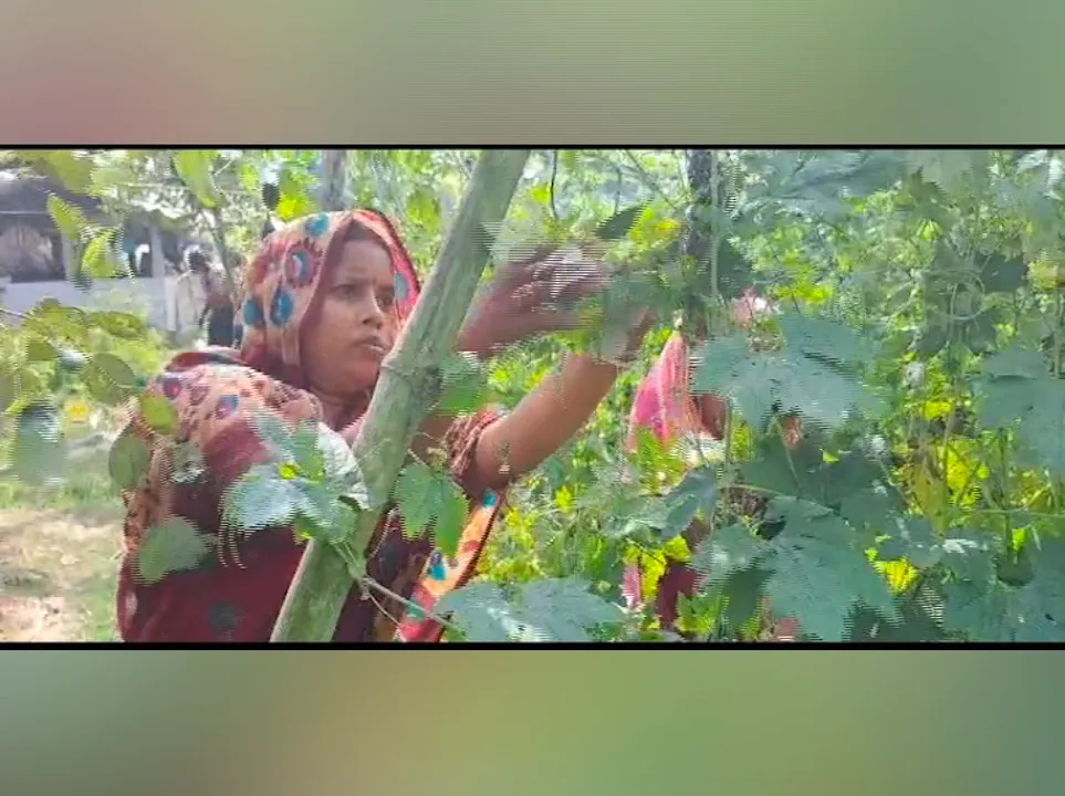  bittergourd Photograph: (kanakNews) 