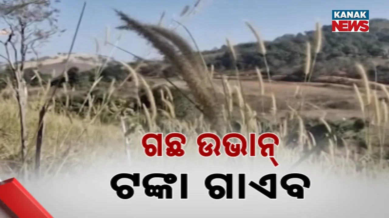  Photograph: (kanak news) 