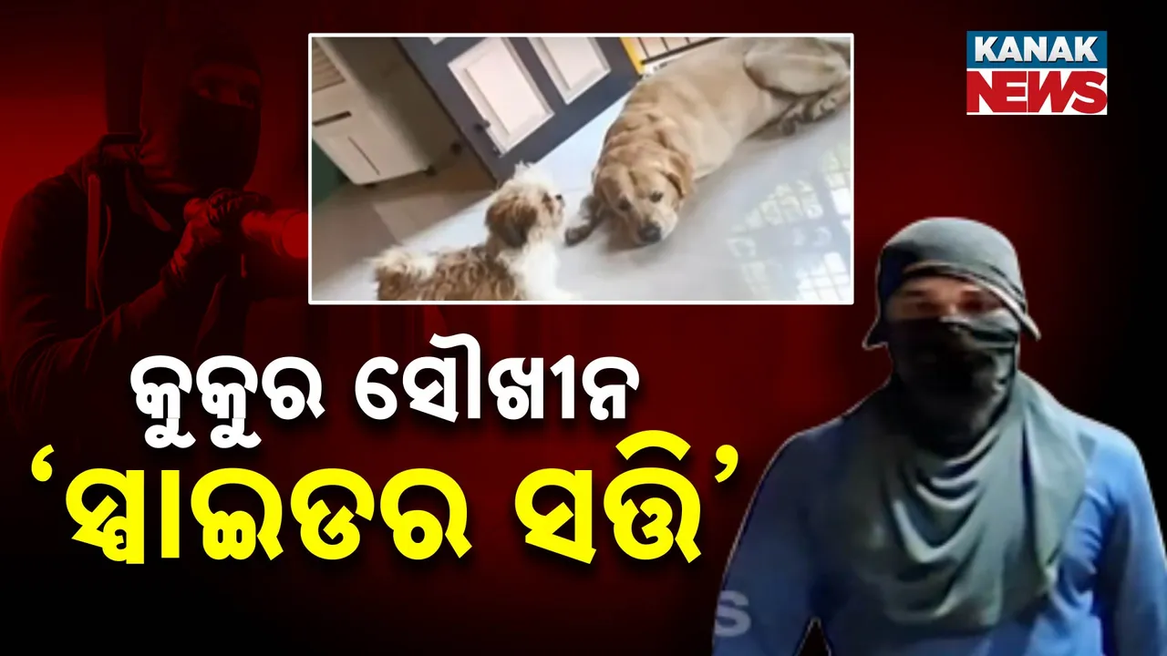  କୁକୁର ପାଇଁ ଲକ୍ଷେ ଟଙ୍କିଆ ବଲ୍‌ ଆଣିଥିଲା ସ୍ପାଇଡର ସତ୍ତି । ଖର୍ଚ୍ଚ କରୁଥିଲା ଲକ୍ଷ ଲକ୍ଷ ଟଙ୍କା ।