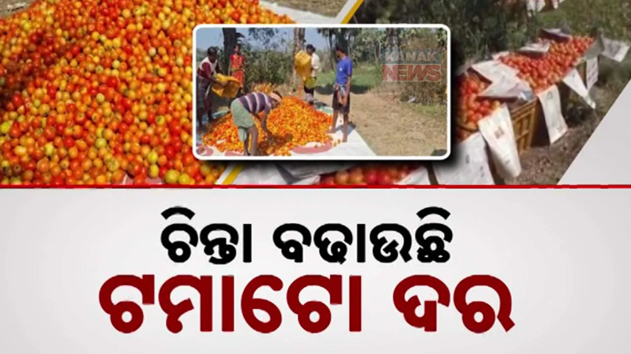  ଚିନ୍ତାରେ ଟମାଟୋ ଚାଷୀ।  Photograph: (kanaknews) 