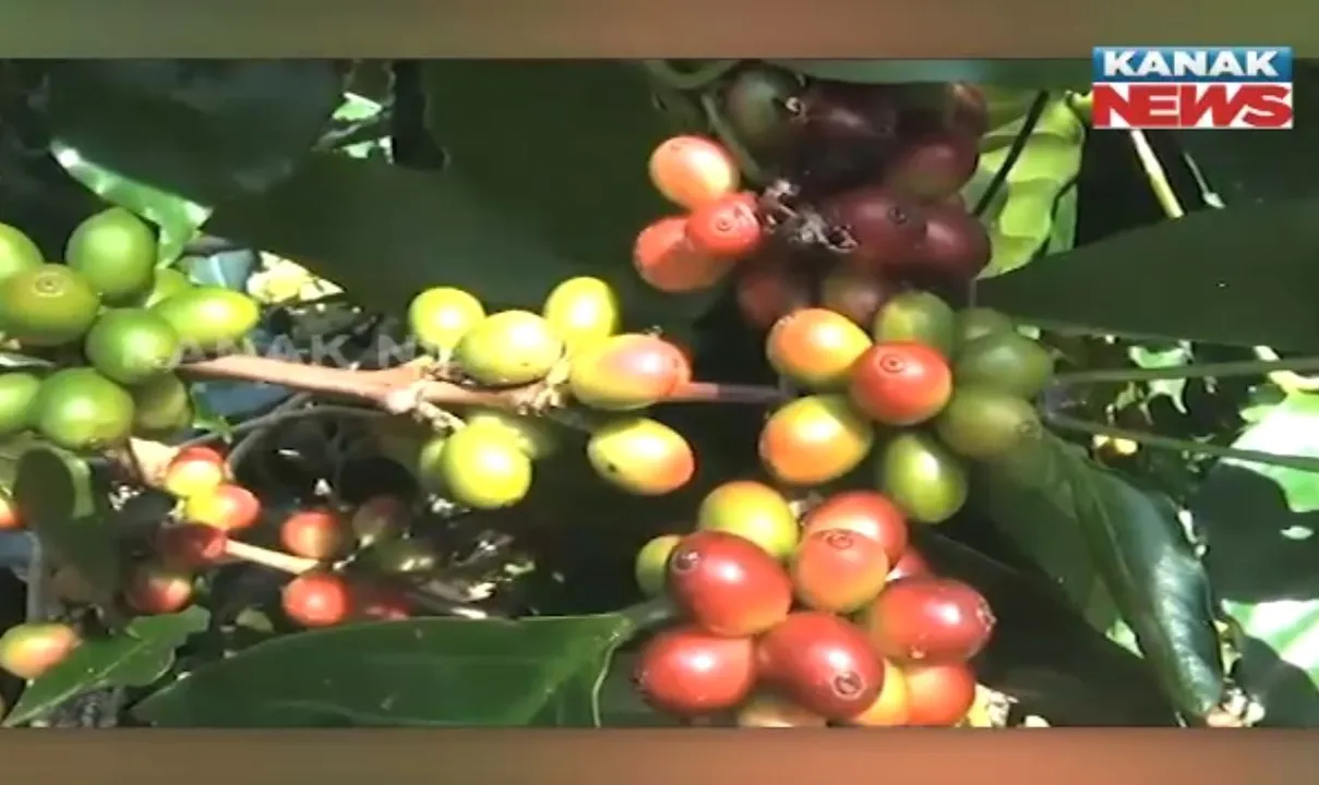  Photograph: (kanak news) 