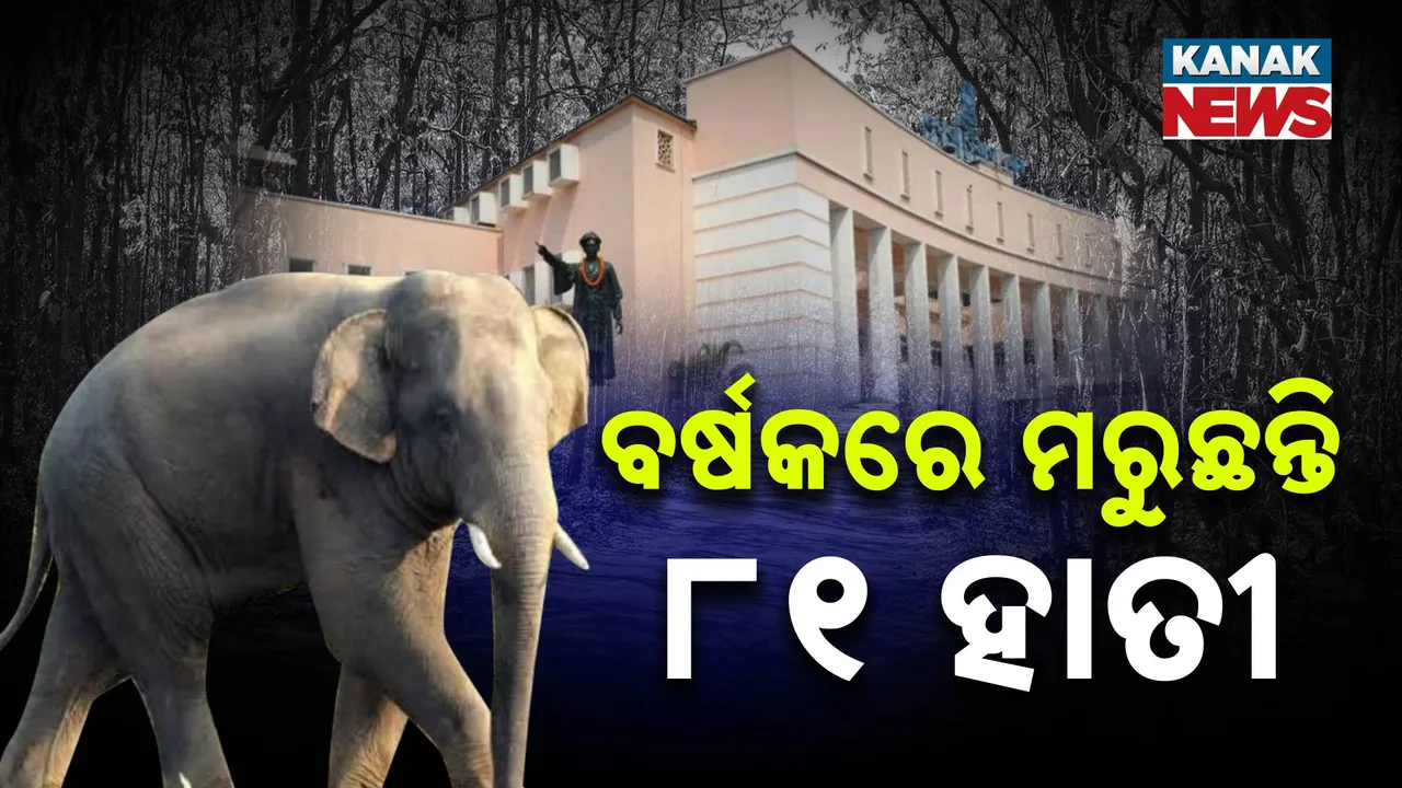  elephant death- Photograph: (kanakNews) 