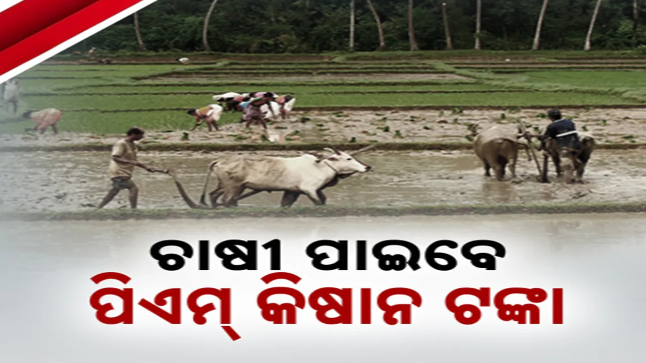  ଚାଷୀ ପାଇବେ ପିଏମ୍‌ କିଷାନ ଟଙ୍କା Photograph: (kanakNews) 