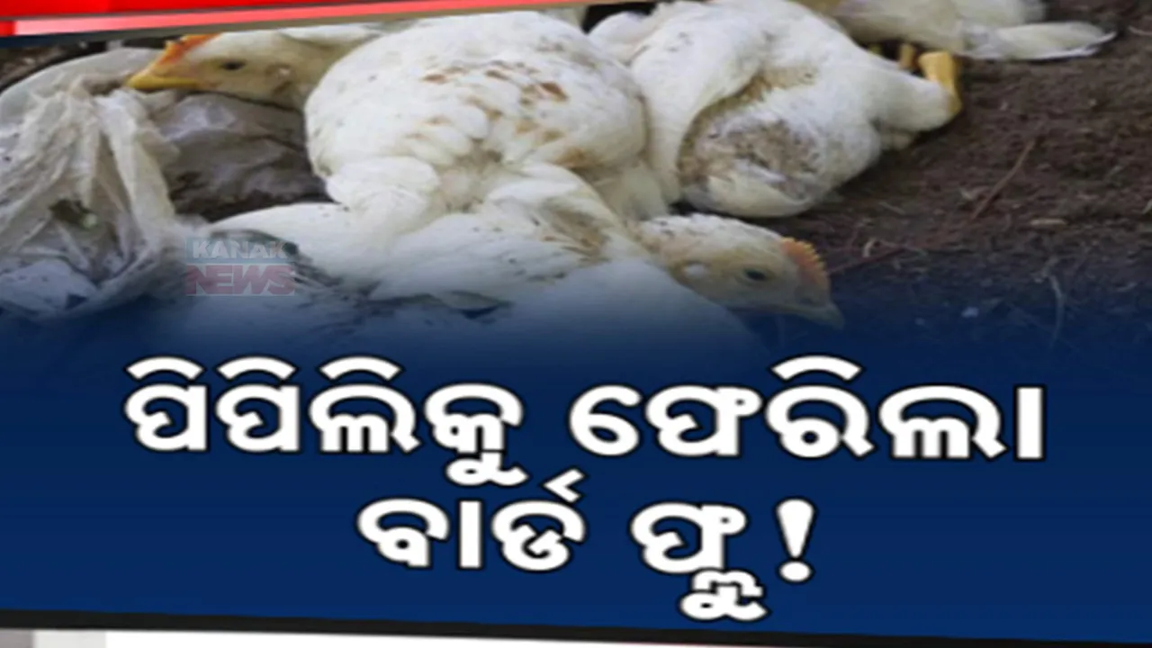  ପିପିଲିକୁ ପୁଣି ବାର୍ଡ ଫ୍ଲୁ ଭୟ । ୭ ଦିନରେ ୨ ହଜାରରୁ ଅଧିକ କୁକୁଡ଼ା ମଡକ