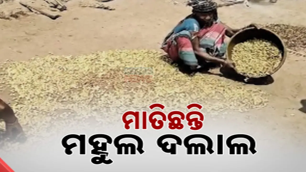 ଲାଭ ଖାଉଛି ଦଲାଲ, କ୍ଷତି ସହୁଛନ୍ତି ଗରିବ ଆଦିବାସୀ । ମିଳୁନି ମହୁଲର ପ୍ରକୃତ ମୂଲ