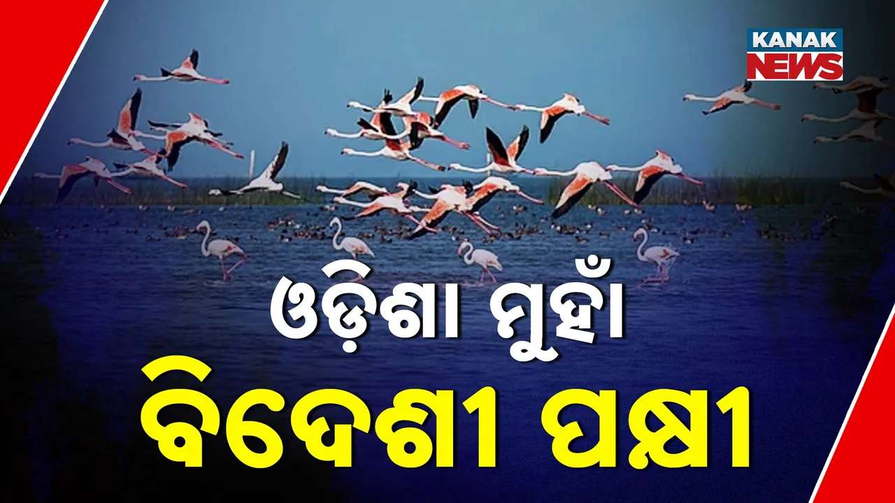  Photograph: (kanakNews) 