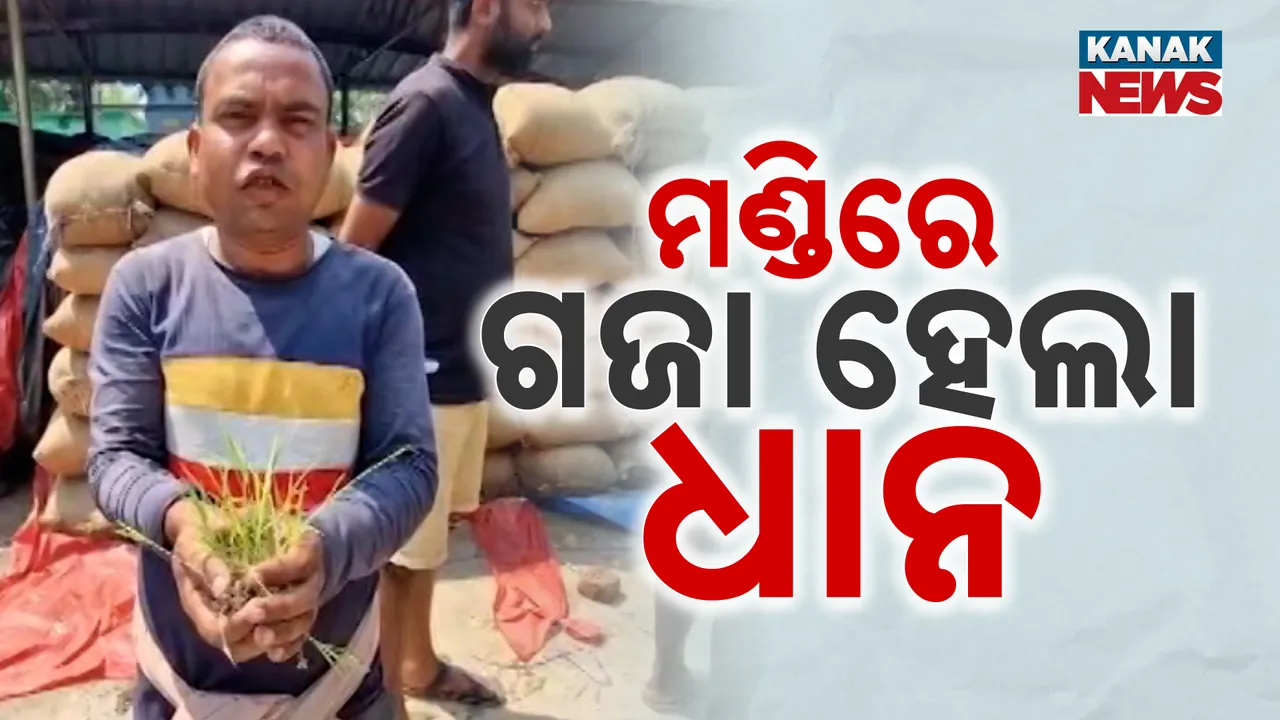  ସରିଗଲା ଟାର୍ଗେଟ୍, ହେଲେ ଉଠିପାରିଲାନି ଚାଷୀଙ୍କ ଧାନ । ମଣ୍ଡିରେ ପଡି ହେଉଛି ଗଜା