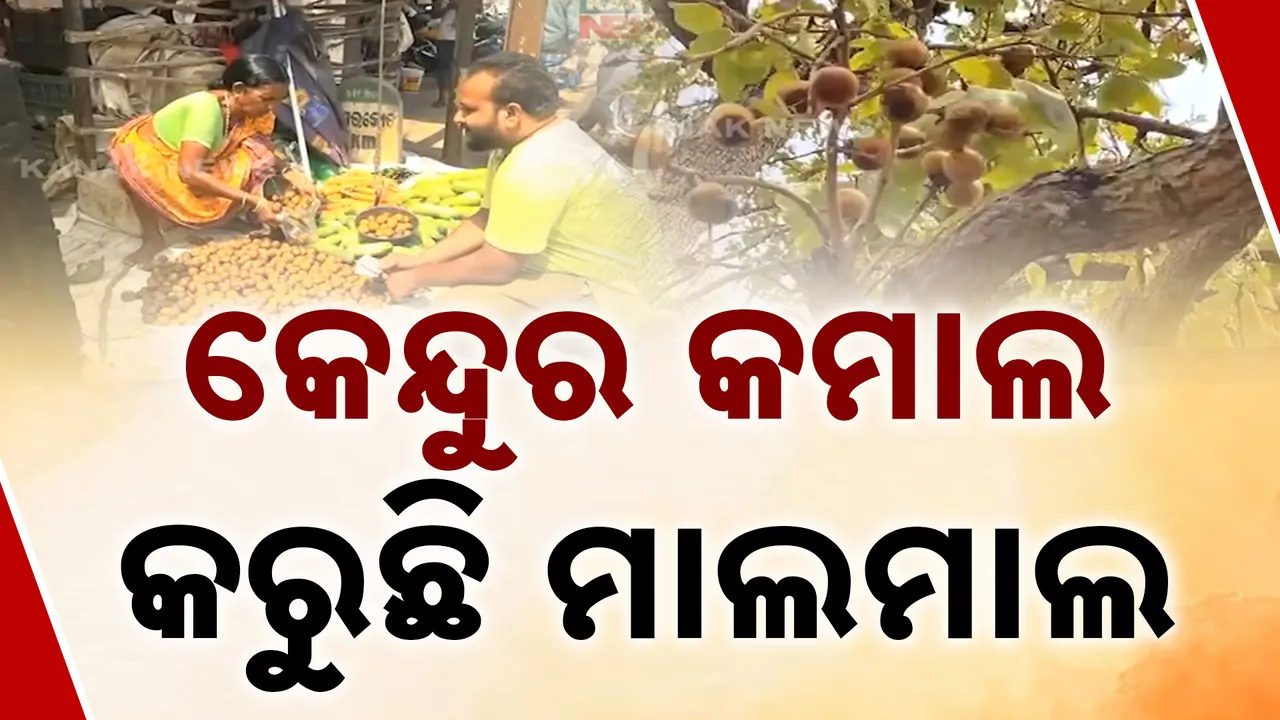  ପ୍ରକୃତି ଦେଉଛି ରୋଜଗାର, ଋତୁକାଳିନ ଫଳ କେନ୍ଦୁ ସଂଗ୍ରହ କରି ରୋଜଗାର କରୁଛନ୍ତି ନବରଙ୍ଗପୁର ଅଞ୍ଚଳର ଲୋକେ