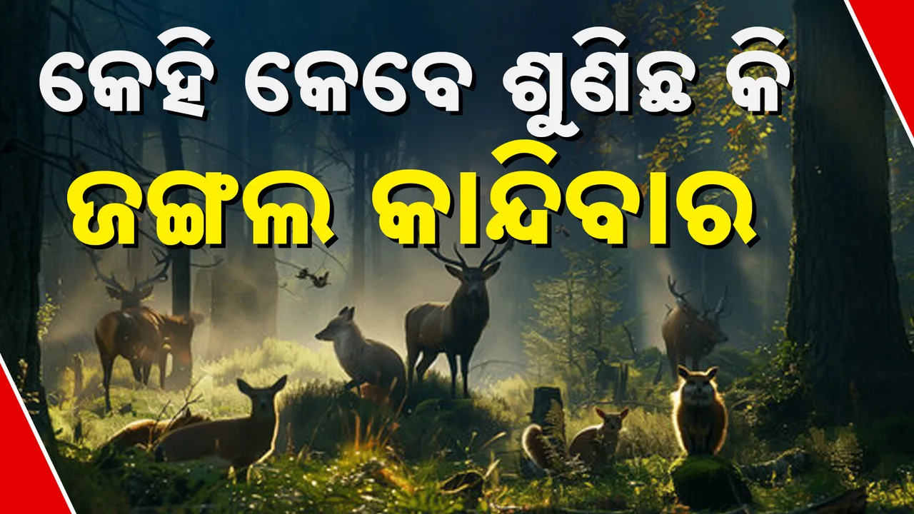  Jungle  Photograph: (Kanak News) 