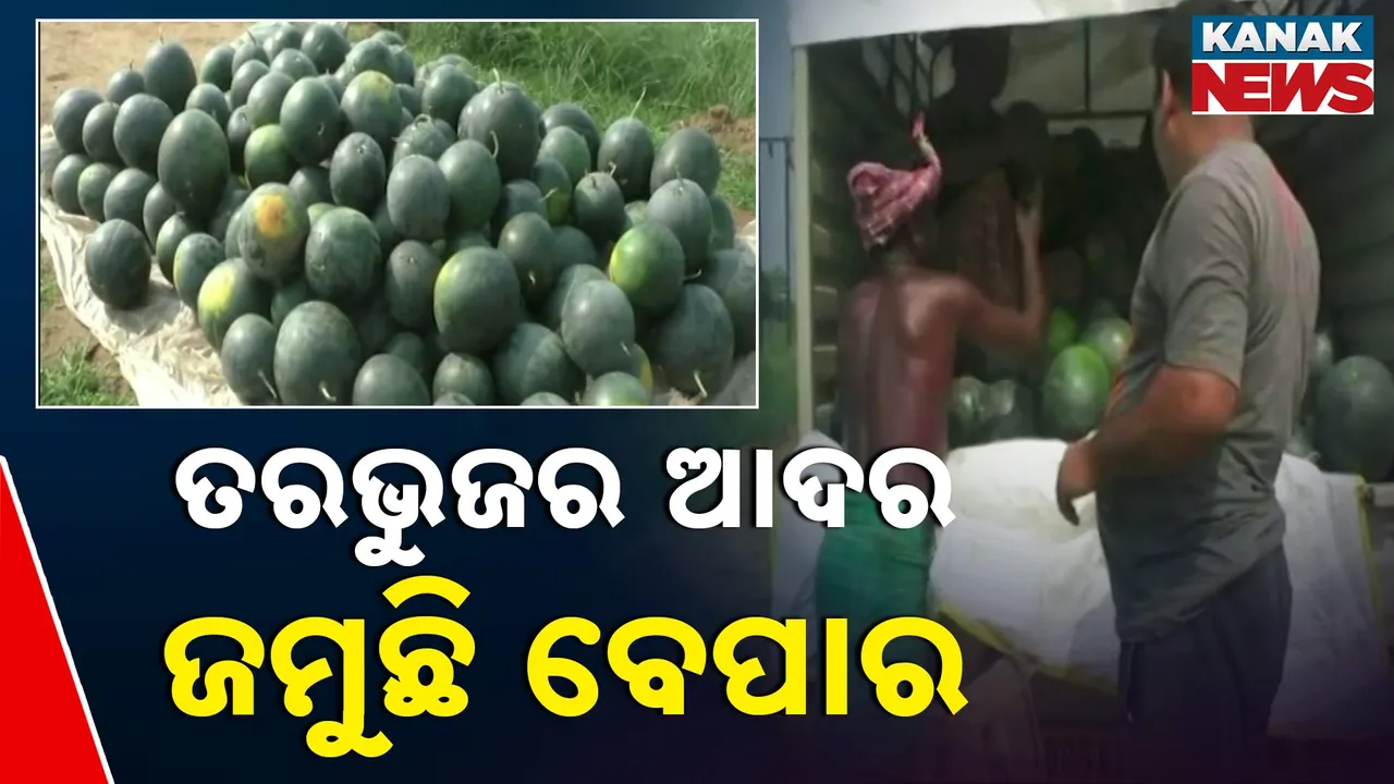  ତରଭୁଜ ଚାଷ କରି ଲାଭବାନ ହେଉଛନ୍ତି ବୌଦ୍ଧ ରାମଗଡ ଓ ପୋଲା ଗାଁର ଚାଷୀ, ୪ ଶହ ଏକରରୁ ଅଧିକ ଜମିରେ ହୋଇଛି ଚାଷ