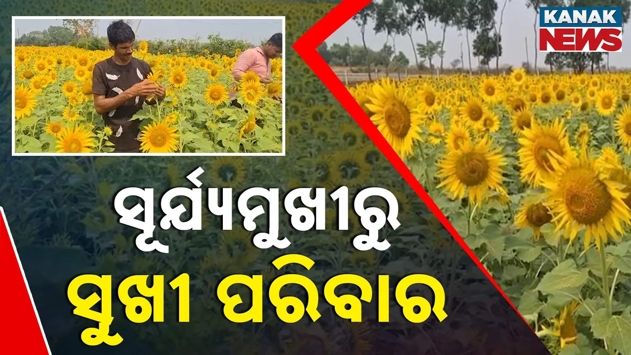  ତୈଳବୀଜ ଫସଲ ଚାଷ କରି କେନ୍ଦୁଝର ହାଟଡିହି ବ୍ଲକ ଚମାରତିରା ଗାଁର ଚାଷୀ ହେଉଛନ୍ତି ଉପକୃତ, ଅନ୍ୟ ଚାଷୀଙ୍କ ପାଇଁ ପାଲଟିଛନ୍ତି ଉଦାହରଣ