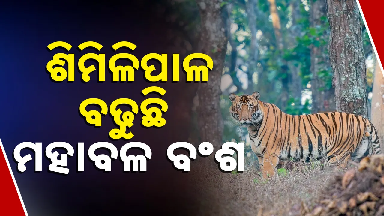  ଶିମିଳିପାଳରେ ବଢୁଛି ମହାବଳ ବାଘଙ୍କ ବଂଶ । ଜିନତ୍ ଓ ଯମୁନାକୁ ମିଶାଇ ଏବେ ୪୦ ମହାବଳ