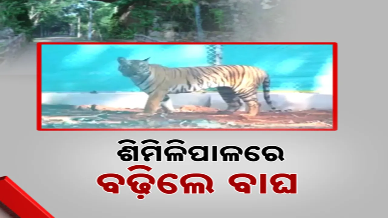  ଶିମିଳିପାଳରେ ୪୦ ରେ ପହଂଚିଲା ମହାବଳଙ୍କ ସଂଖ୍ୟା । ପୁରଣ ହେଲା ୪୫ ବର୍ଷର ଦାବି