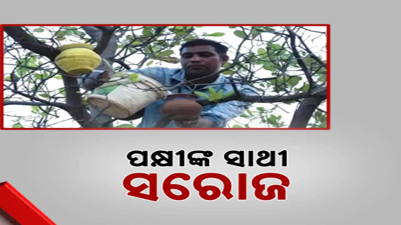  ପ୍ରଚଣ୍ଡ ଗ୍ରୀଷ୍ମରେ ପକ୍ଷୀଙ୍କ ପାଇଁ ପ୍ରକୃତି ପ୍ରେମୀଙ୍କ ଚିନ୍ତା । ଗଛରେ ମାଠିଆ ବାନ୍ଧି ପକ୍ଷୀଙ୍କୁ ପାଣି ଦେଉଛନ୍ତି କୁଚିଣ୍ଡାର ସରୋଜ ମେହେର