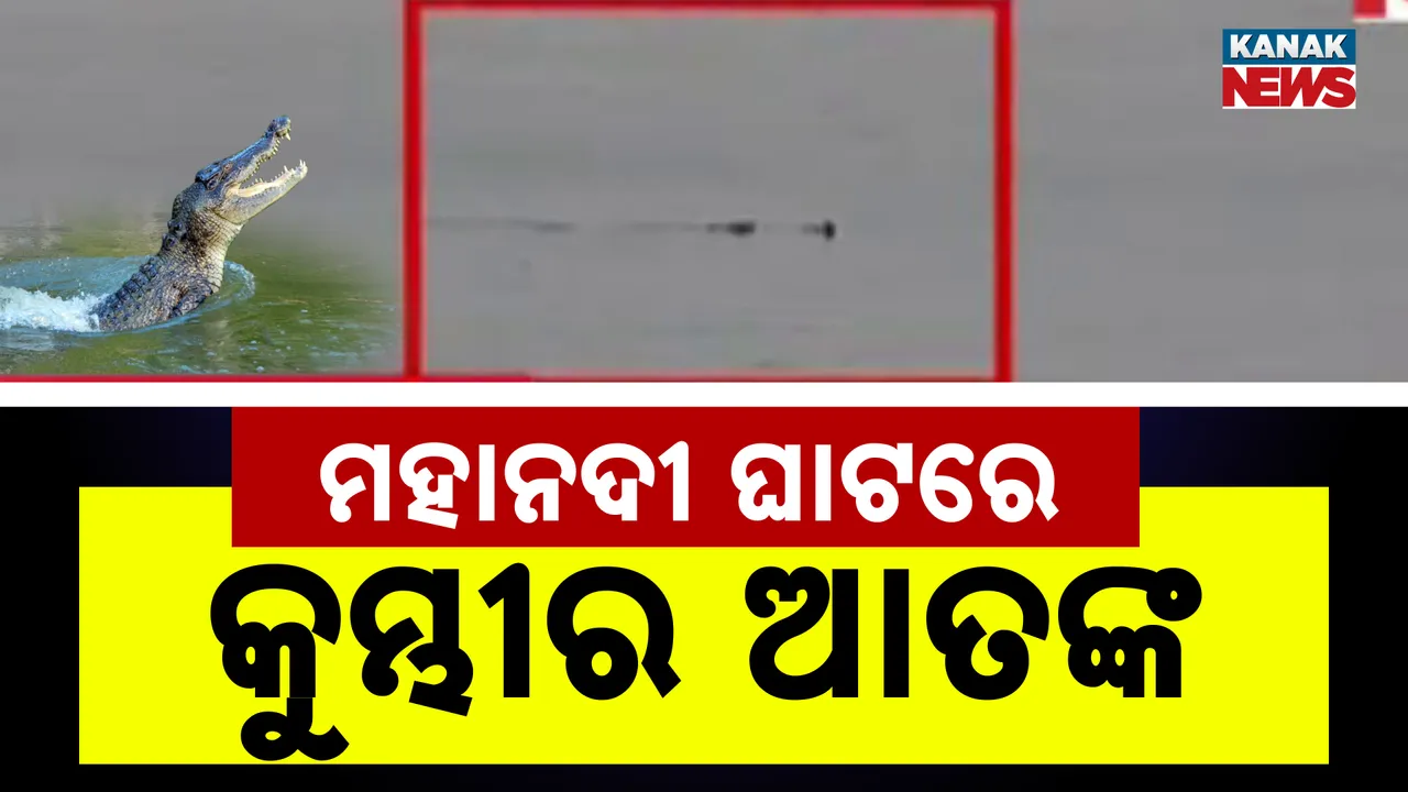  ମହାନଦୀ ଘାଟରେ କୁମ୍ଭୀର ଆତଙ୍କ Photograph: (kanakNews) 